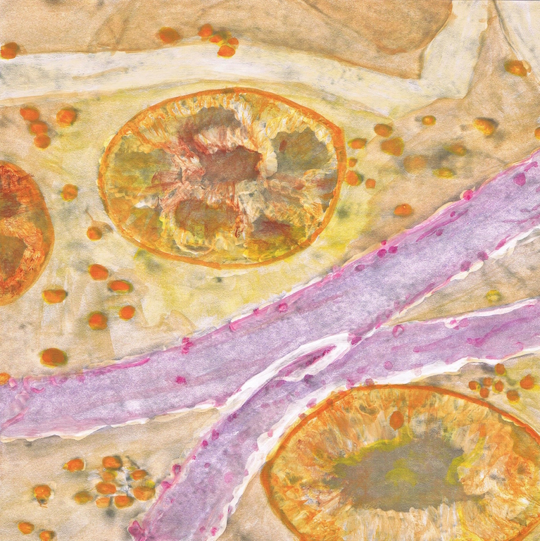 Microscope Two by Bertholdus Sibum